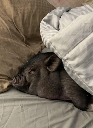 pig head in bed