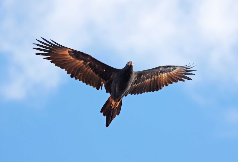 Wedge Tail Eagle