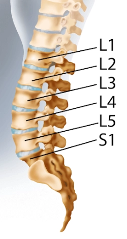 spine